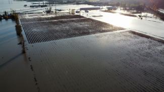 Flooded BC Blueberry field. Photo provided by an impacted BC Blueberry member grower